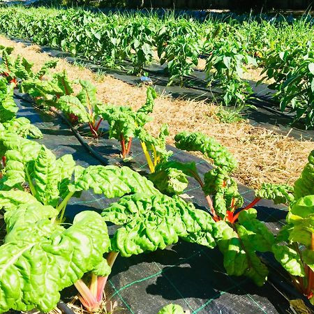 Finca Briabi La Caniza Екстериор снимка